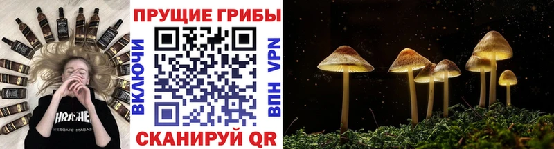 дарнет шоп  Белоозёрский  Псилоцибиновые грибы ЛСД 